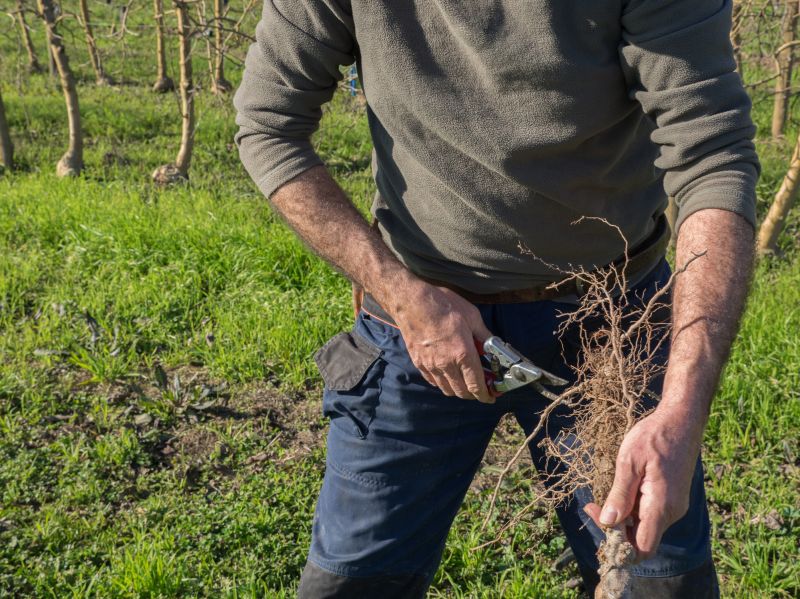 Root Cutting