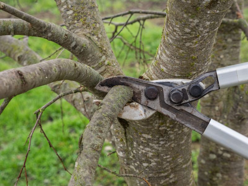 Root Cutting