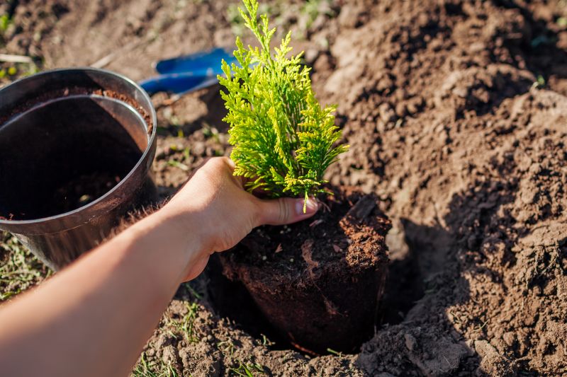 Planting Root Cuttings