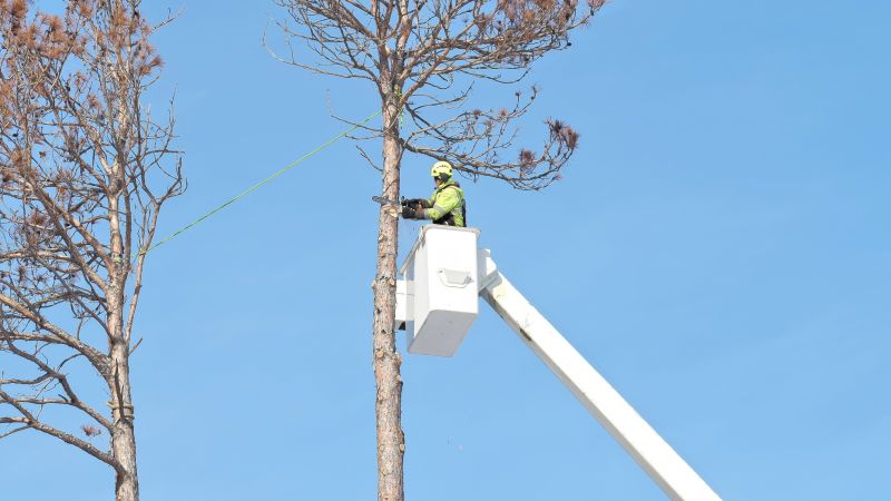 Aerial Tree Trimming
